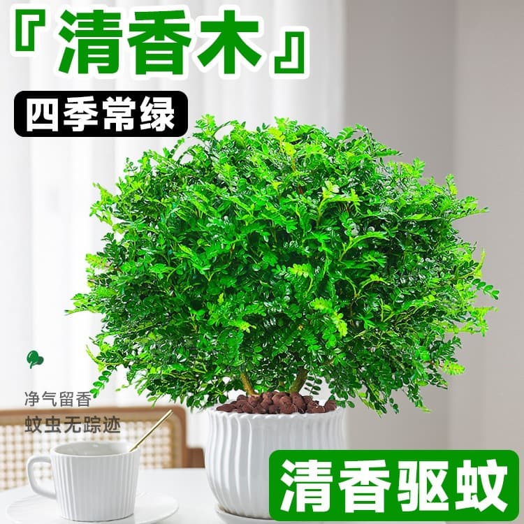 Fragrant Zanthoxylum potted indoor mosquito-repelling plant, pepper leaf, office flower bonsai green plant.