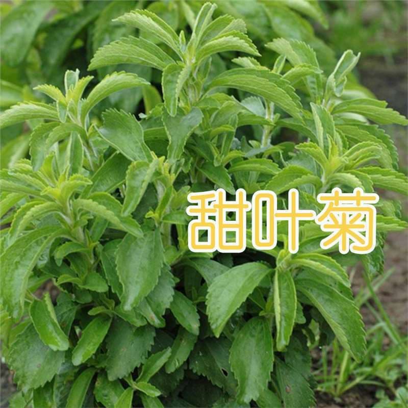 Stevia Seeds Chrysanthemum Seeds Vanilla Seeds for Tea Balcony Flower Seeds Bulk Natural Sweet Plant