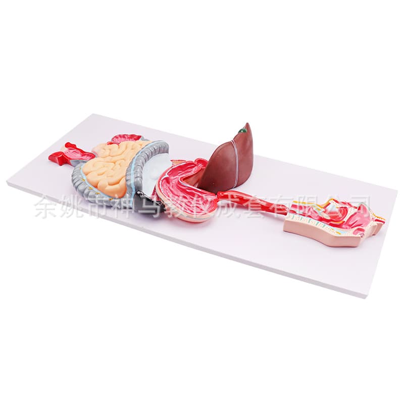 33227-1 Human Digestive System Model - Enamel Version, Biomedical Teaching Model Instrument Factory Direct