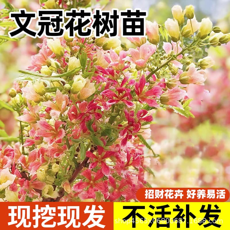 Xanthoceras sorbifolium Saplings, Strong Fragrance Flowers, Four-Season Flowers, Cold-Resistant Courtyard Planting, Landscape Trees, Scholar's Fruit, Balcony Potted Plants