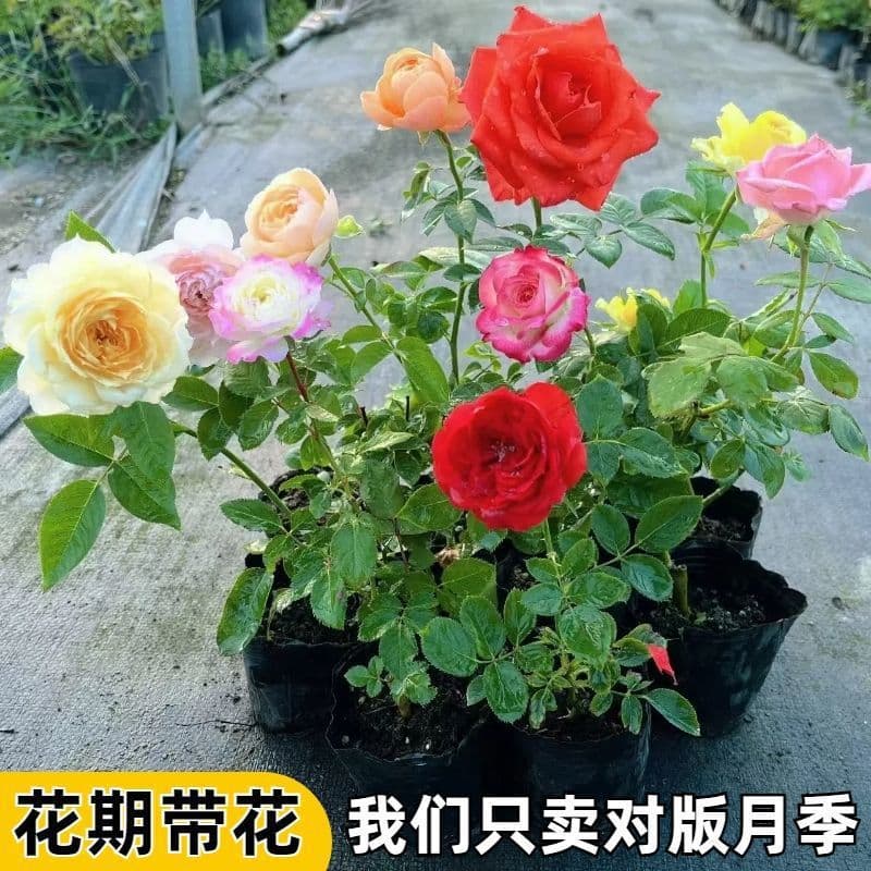 [Pack of Four] Rose Seedlings, Shrubs, Balcony Potted Plants, Large Flowers, Strong Fragrance, Blooming in All Seasons, Courtyard Climbing Vines, European Moon