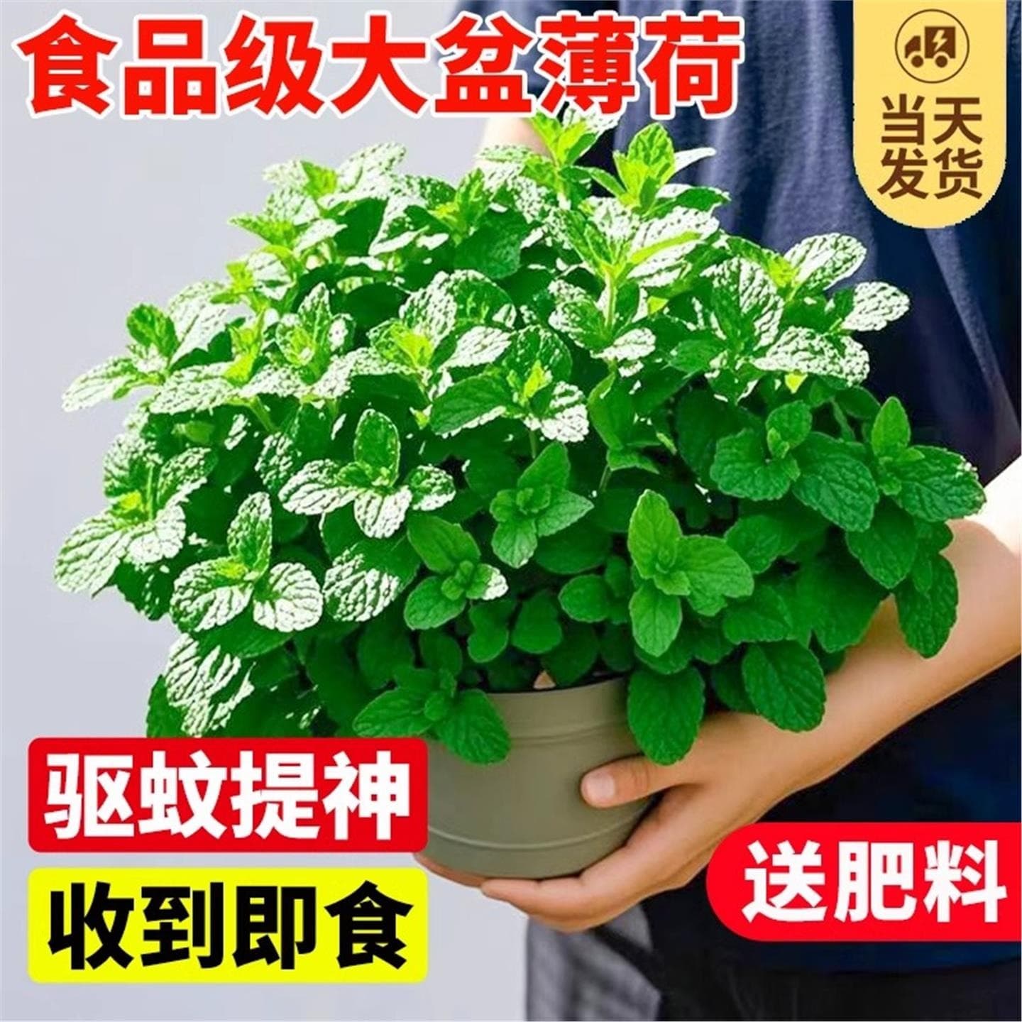 Mint Potted Plant Indoor Rosemary Mosquito Repellent Edible Easy to Grow Hydroponic Mint Green Plant