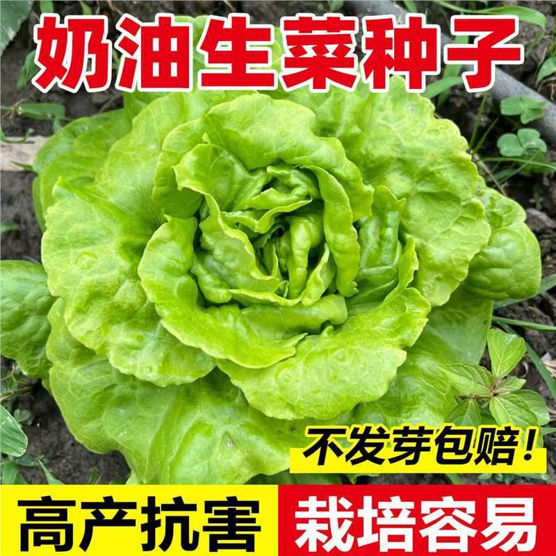 Butter Lettuce Seeds Collection, Sweet, Crisp, High-Yield Lettuce for Salad, Four-Season Vegetable Seeds, Balcony Potted, Spring and Autumn Sowing