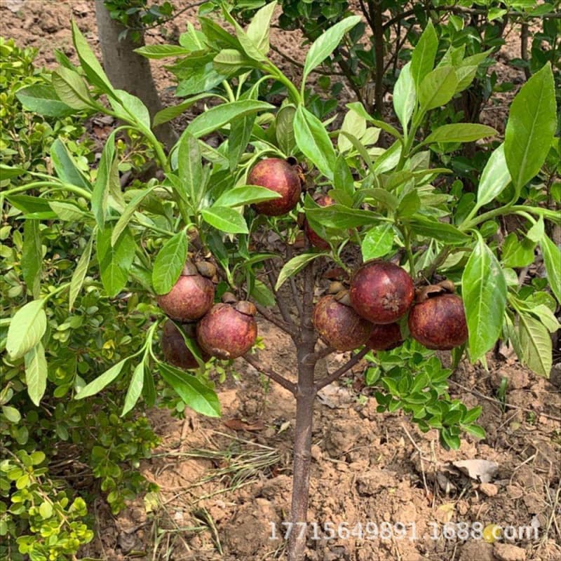 Thai Seedless Mangosteen Fruit Saplings, Mangosteen Saplings, Suitable for Southern and Northern Planting, Four-Season Potted Plants, Ground-Planted Seedlings in the Same Year