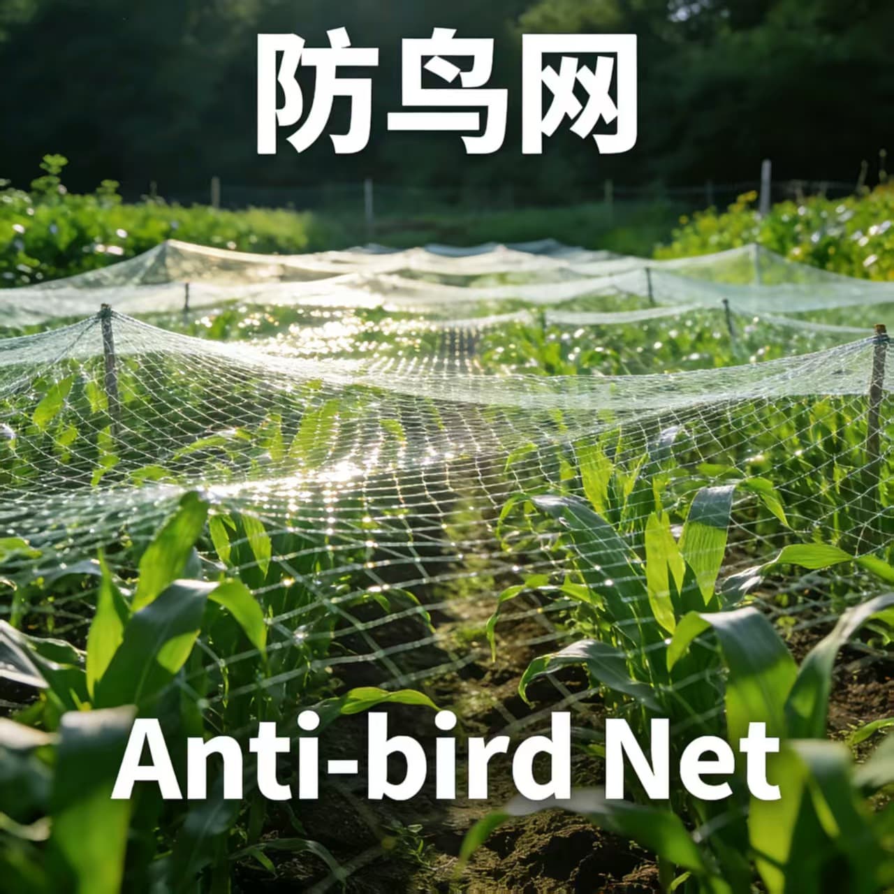Planting Sky Net Orchard Agricultural Bird Net Airport Protection Net Aquaculture Special Net Factory Source OEM
