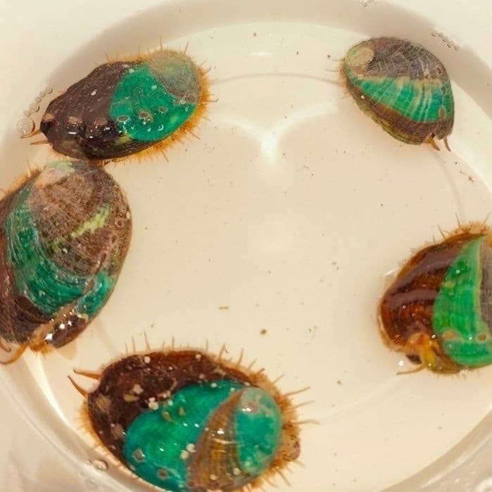 Aquarium Marine Algae Snacks, Ornamental Aquatic Algae-Eating Mixed Culture Abalone Pet Live Fish Tank Landscaping Biological Ornamental Fish
