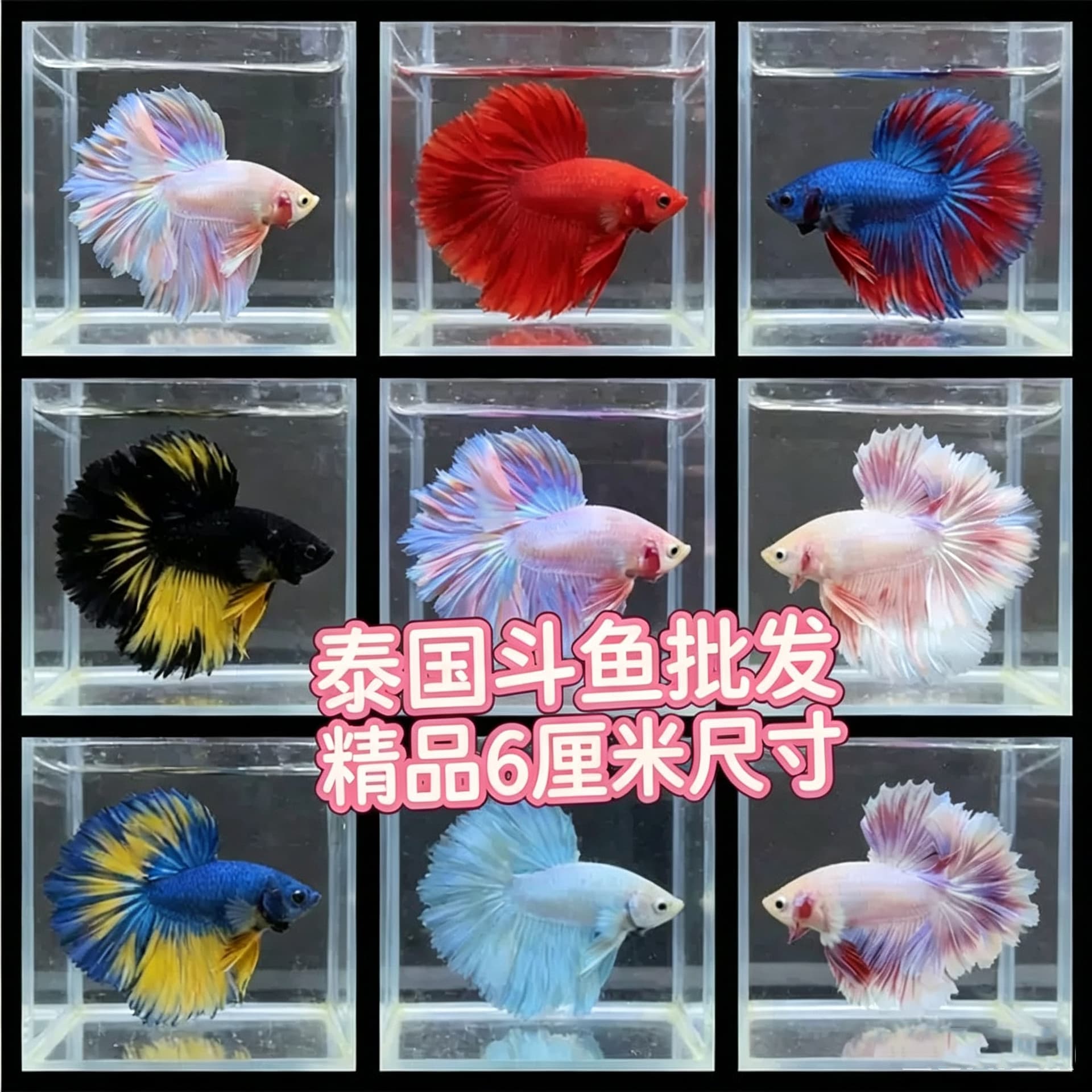 In-Stock Special Tail Thai Fighting Fish Wholesale Premium Half-Moon Mixed Color Lion King Horse Tail General Large Size for Display