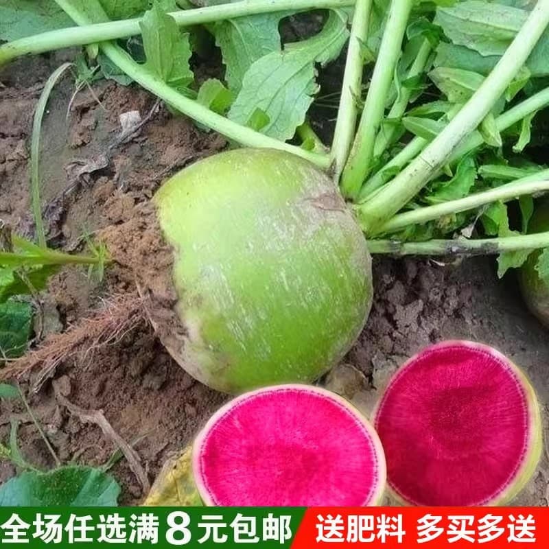 Sweet Crisp Mantanghong Radish Seeds, Autumn Sowing, Green Skin Red Flesh Fruit Radish Seeds, Farm Vegetable Seeds