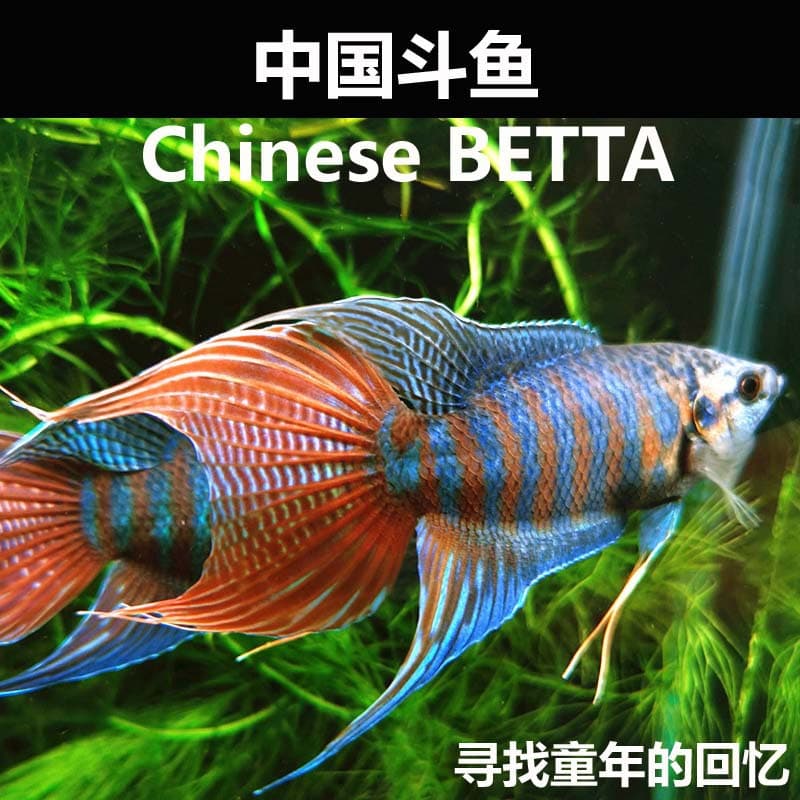 Domestic Betta Fish, Hardy Ornamental Fish, Common Paradise Fish, Coldwater Fish, Live Chinese Betta, Bodhisattva Handkerchief Fish