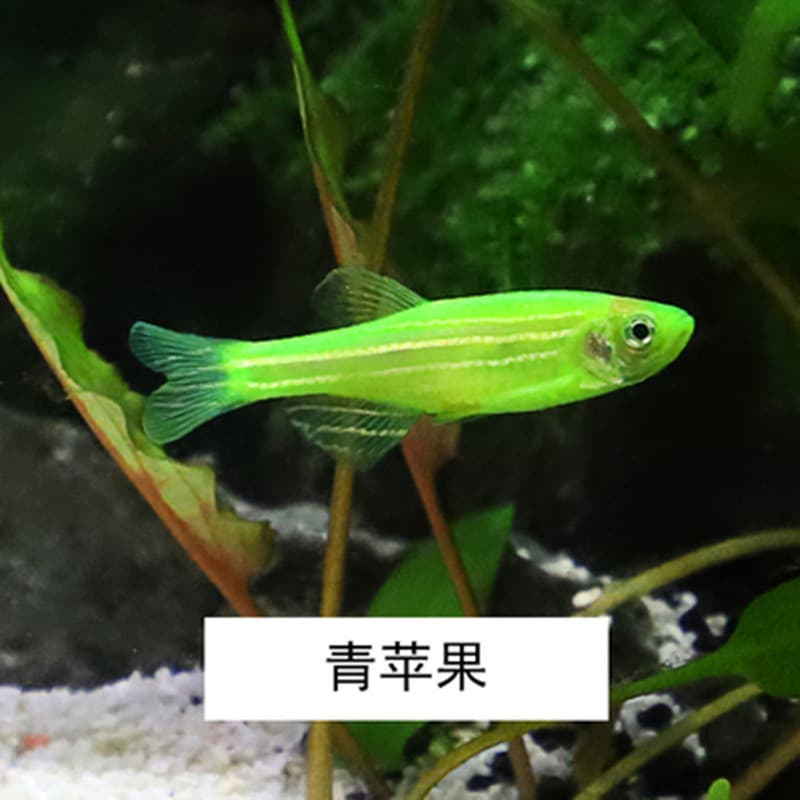 Green apple zebrafish, fluorescent zebrafish, live freshwater small fish, tropical fish, ornamental fish, fish farm wholesale, tetras