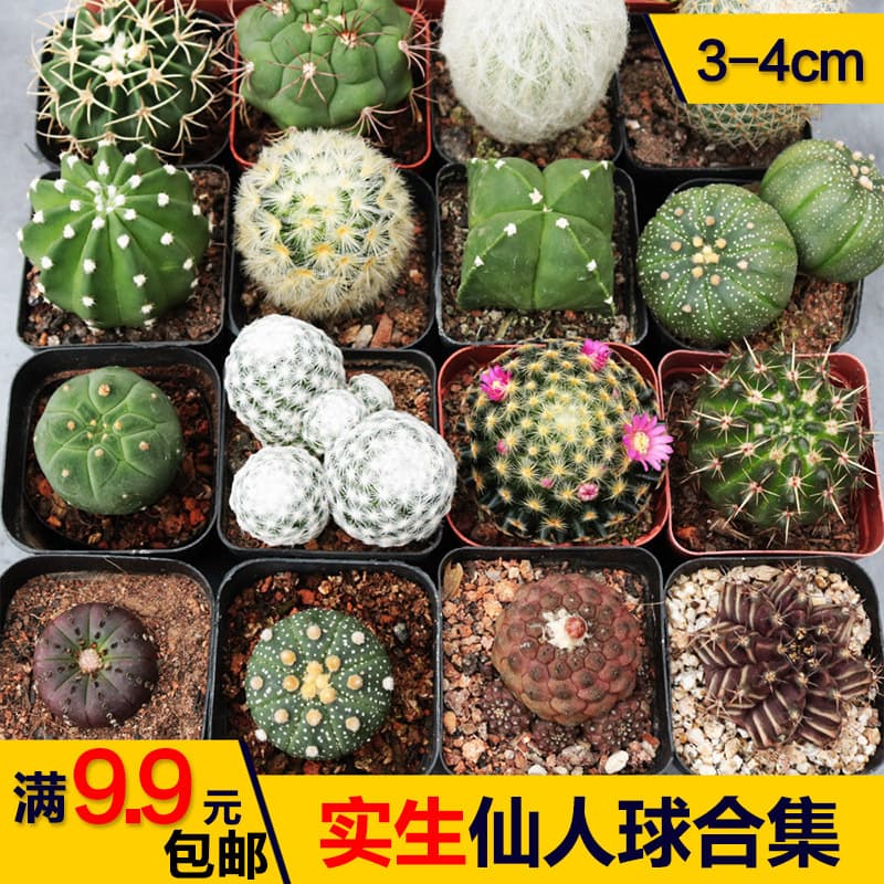 Real Cactus Collection: Cactus Column Root System, Easy to Care for Beginners, Combination of Short Hair Pill and Sunrise