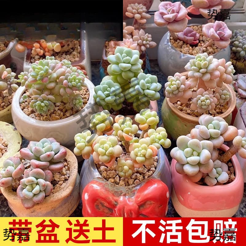 Rare Succulent Bonsai, Old Stump, Multi-Head, High-Value, Large Pot, Crassula Perforata Seeds
