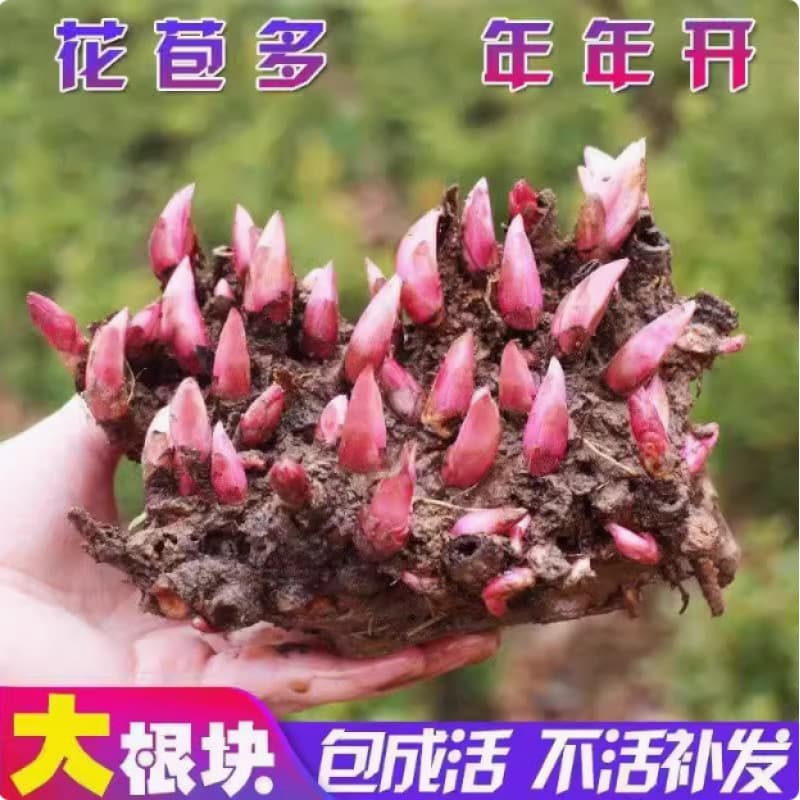 Peony Seedlings - Easy-to-Grow Perennial Flower Plants for Indoor Potted or Garden Planting, Peony Root Bulbs with Buds