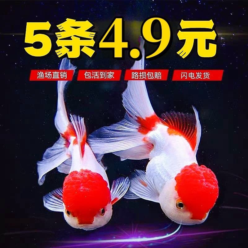 Goldfish Ornamental Small Coldwater Fish Ranchu Fry Thai Lionhead Pet Freshwater Hardy Ornamental Fish Koi Small Fish
