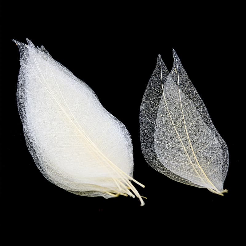Magnolia Leaf Vein Flower Natural Plant Specimen Leaf Bookmark DIY Material Kit Handmade Self-made Leaf Vein