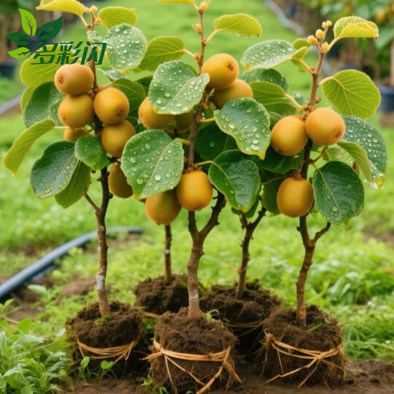 Kiwi fruit tree seedlings for outdoor ground planting, Hongyang self-pollinating, with leaves and soil, ground-planted kiwi fruit tree seedlings