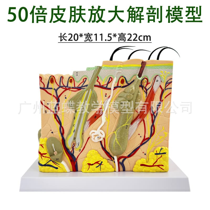 Medical three-dimensional skin tissue structure enlarged model human body hierarchical structure layered anatomical mold scalp shaping