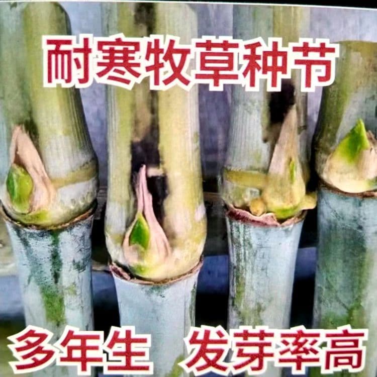 Hairless Sweet Elephant Grass No. 3 Seed Nodes Red Elephant Grass High Yield Cold Resistant King Bamboo Grass Giant Juncao Nodes Perennial Four-Season Forage