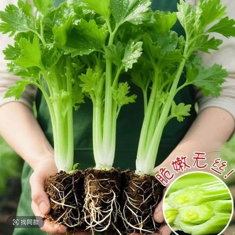 Shouguang Large Celery Seedlings, Small Fragrant Celery Seedlings with Soil, Root Celery Seedlings for Balcony Pot Planting, Cold-Resistant Vegetable Seedlings and Seeds