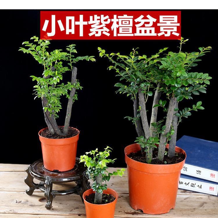 Small-Leaf Red Sandalwood Bonsai Plant Red Sandalwood Stump Mini Office Potted Florals and Green Plants Evergreen All Year Round Free Shipping