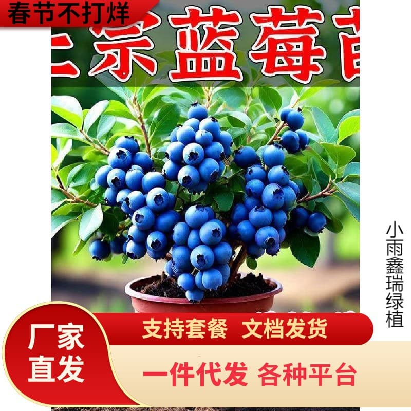 New Blueberry Fruit Tree Seedlings Blueberry Seedlings Potted Ground Grown Large Fruit Suitable for North and South Planting Rabbit Eye Emerald Fruit Tree