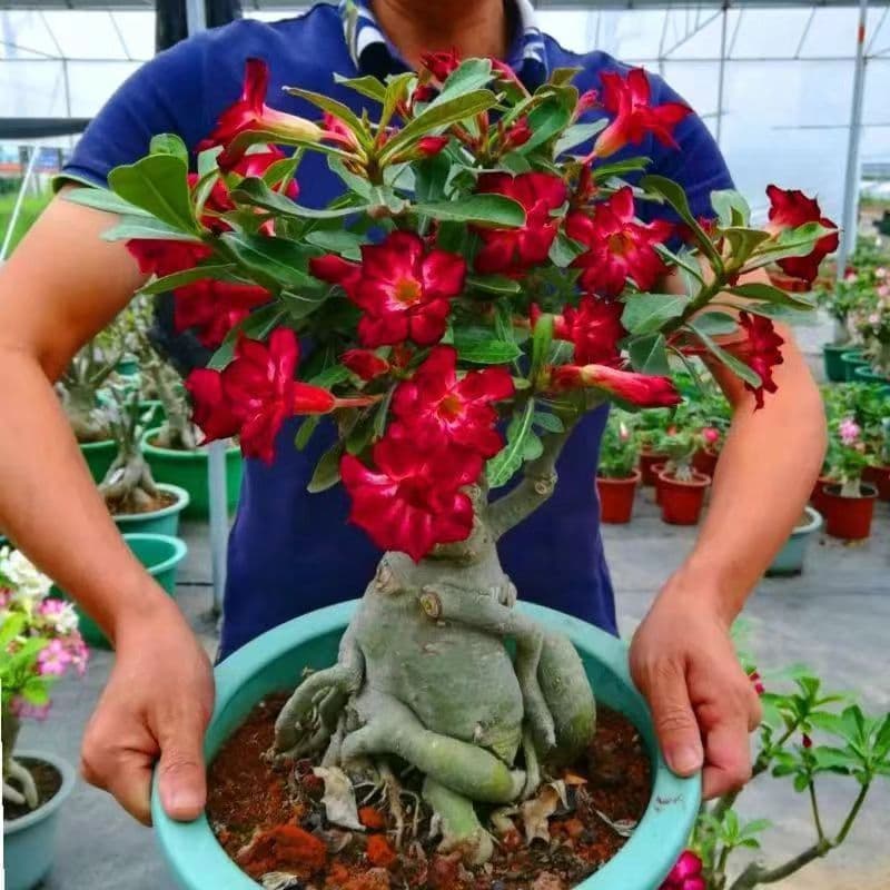 Double-Petal Desert Rose Potted Plant, Seasonal Flowers, Green Plants, Old Stump, Indoor Balcony Small Bonsai, Continuous Blooming