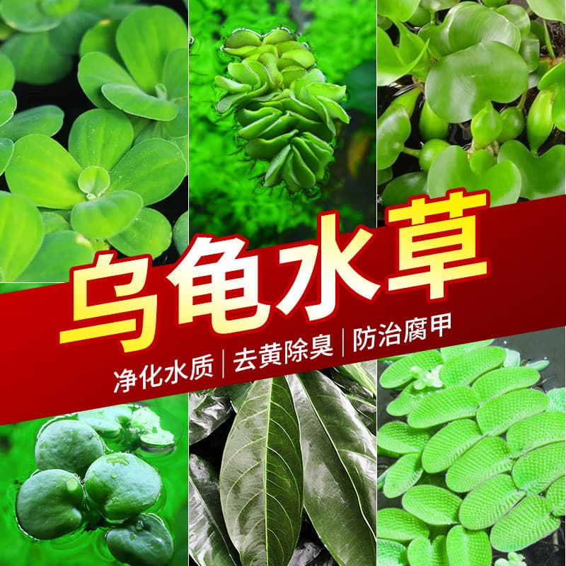 Turtle tank green plants, turtle tank landscaping, turtle aquatic plants, turtle tank duckweed special turtle tank aquatic plants to purify water quality