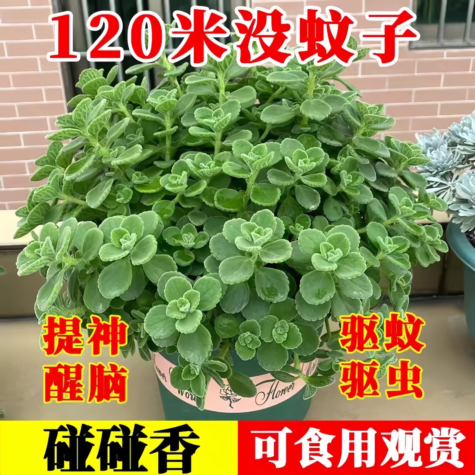 Plectranthus 'Mona Lavender' - Edible, purifying, mosquito-repelling, refreshing mint seedlings, succulent plants, flowers, air-purifying, fragrant touch.