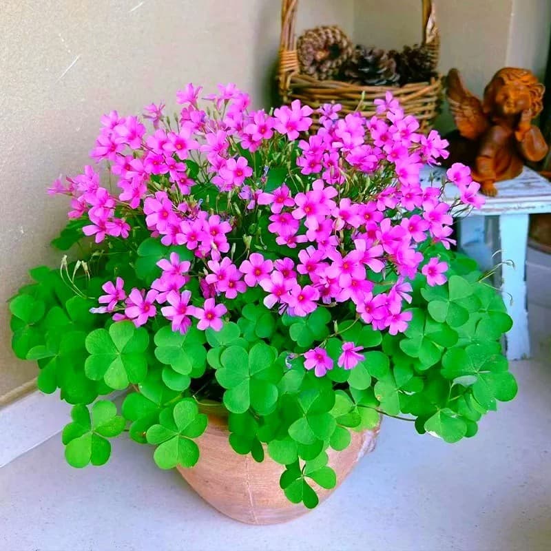 Red sorrel, purple leaf grass, potted large seedlings, perennial flower seedlings, clover, courtyard potted plants, ground greening flower seedlings