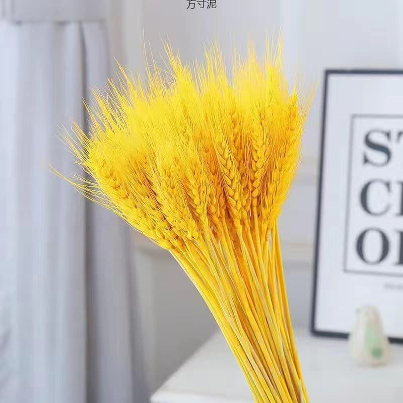 Golden Wheat Stems Dried Flowers for Business Opening, Housewarming, Farmhouse Bouquet Decoration Ornament, Photography Prop, Real Flowers Wholesale