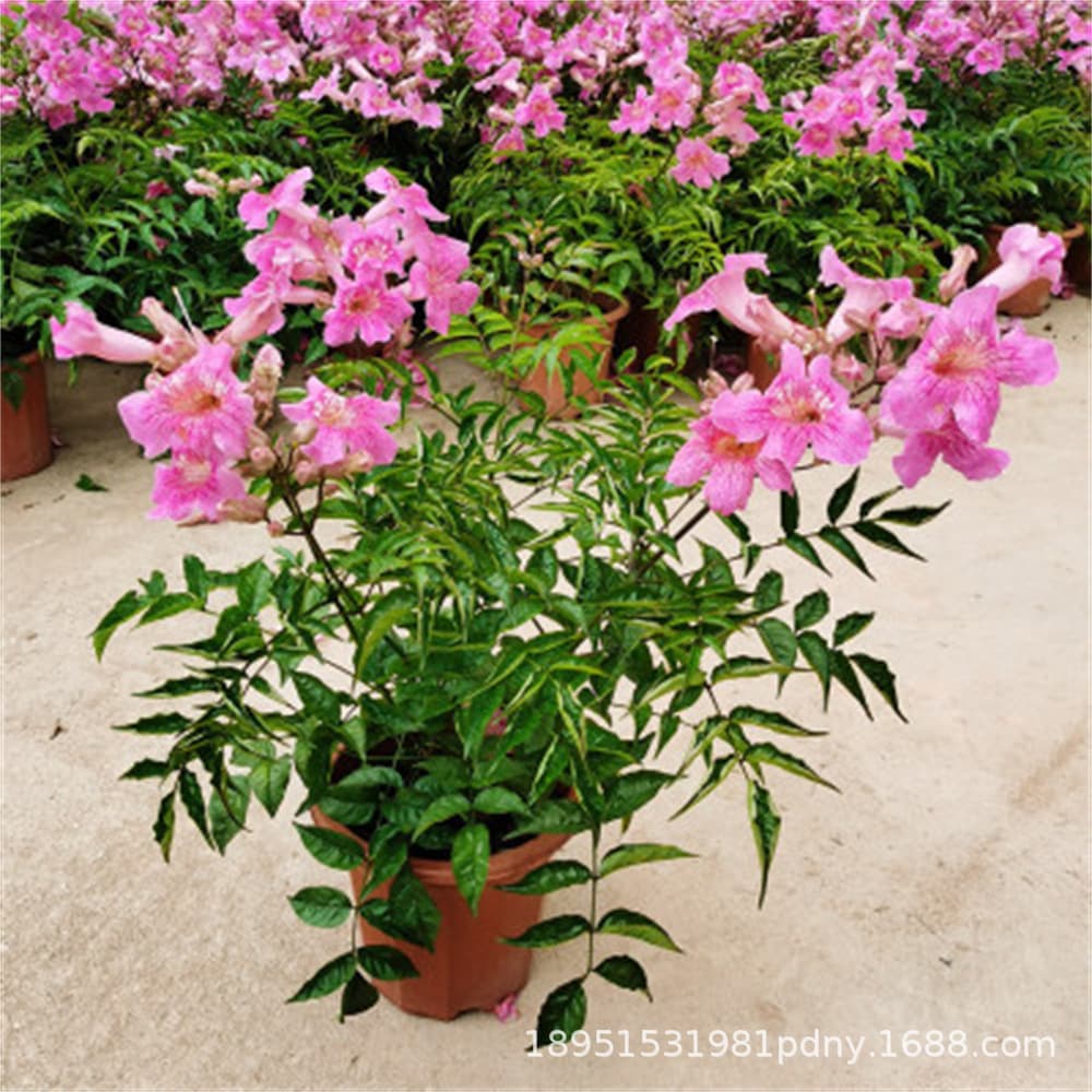 American Trumpet Creeper Climbing Plant, Trumpet Creeper Tree Seedlings, Old Stump Potted Large Seedlings, Climbing Vine Cold Tolerant Four-Season Blooming