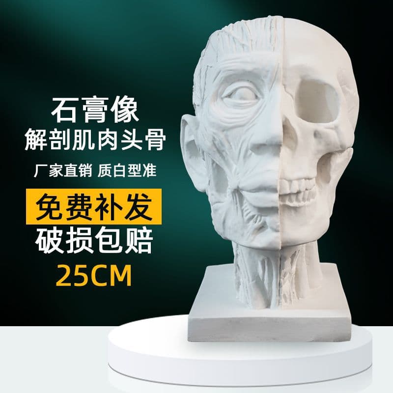 Anatomical Muscle Skull 25cm Art Plaster Figure Head Portrait Sketch Plaster Cast for Art Studio Drawing Still Life Supplies