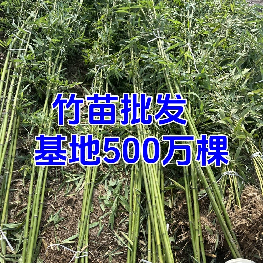 Green Bamboo Seedlings Zaoyuan Bamboo Light Green Gold Inlaid Jade Bitter Dragon Scale Gold Inlaid Jade Bamboo Seedlings Gold Jasper Bamboo Plant Saplings