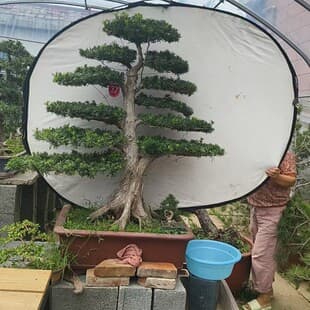 Podocarpus macrophyllus tree seedling, large tree, sparrow tongue, rice leaf, welcoming pine, old tree stump, villa courtyard potted bonsai, shaped large tree species