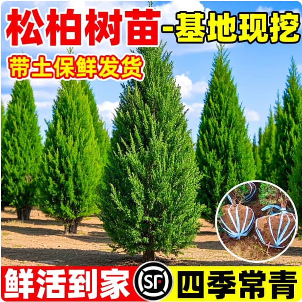 Cypress saplings, tower cypress, hinoki cypress, cypress, arborvitae saplings, juniper pine, pagoda pine, dragon, cypress saplings, greening all year round