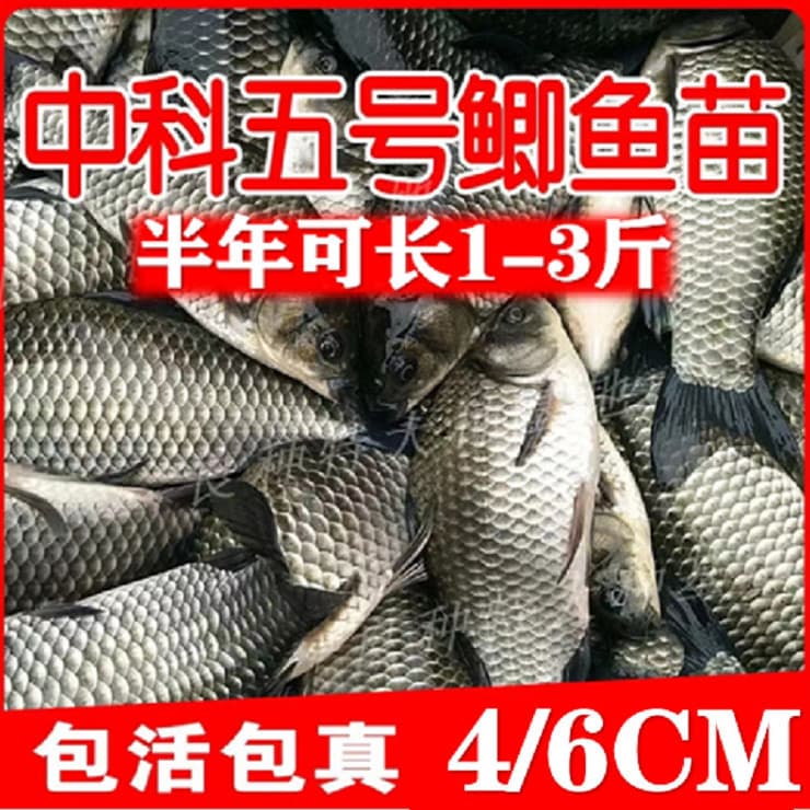 Authentic Zhongke No.5 Crucian Carp, Engineering Crucian Carp, Big Grass Carp, Common Carp, Red Carp, Bighead Carp, Silver Carp Fingerlings for Freshwater Aquaculture, Live Delivery Guaranteed