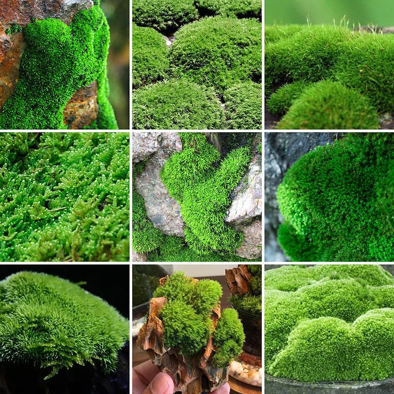 Fresh Moss Micro Landscape Plant Bonsai Potted Plant with Hydro and Turbine Tank, Artificial Mountain Grass Landscaping Material, White Moss Short Velvet Moss
