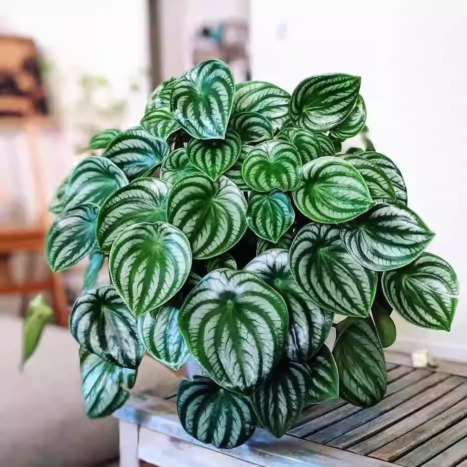 Watermelon Peperomia Potted Plant, Nordic Green Plant, Small Desktop Plant, Easy Indoor Care