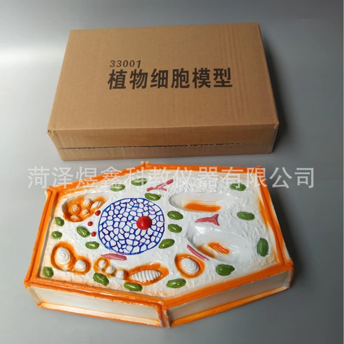 Plant cell model biological teaching model plant cell amplification model
