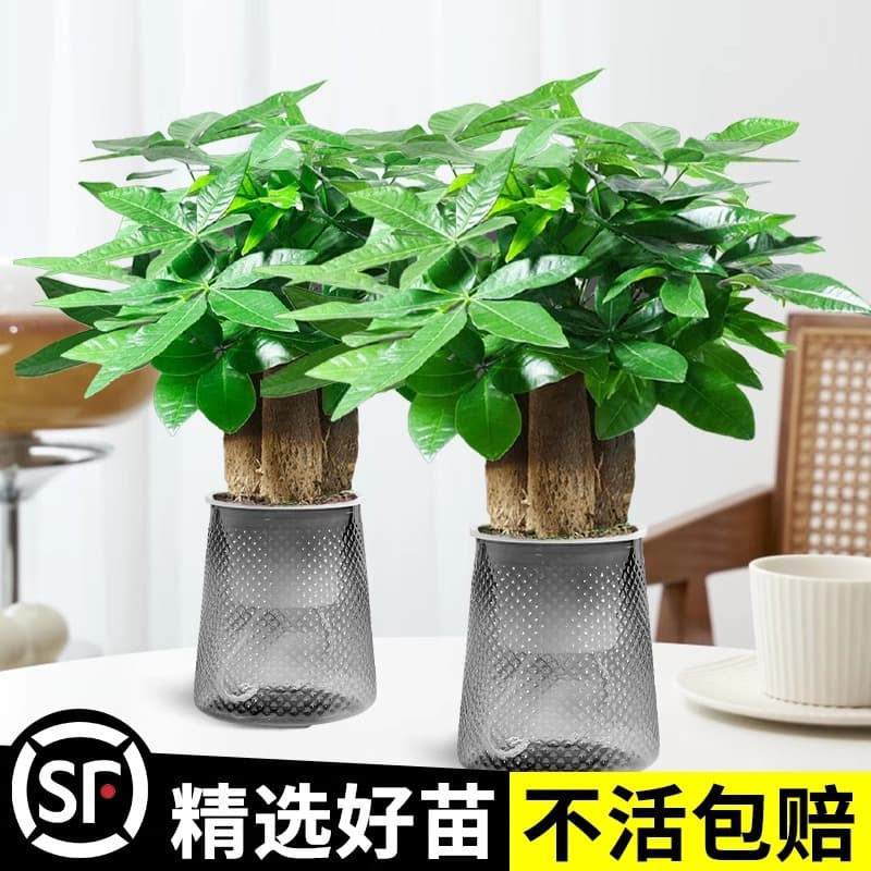 Money Tree Potted Plant Office Small Green Plant Decoration Flower Hydroponic Indoor Desktop Easy to Grow Fortune Tree Bonsai