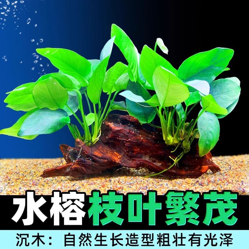 Aquarium Landscape Moss Driftwood Anubias Live Plant Soil-Free Low-Maintenance True Aquatic Plant Large-Leaf Anubias Driftwood Grass Field Direct Ship