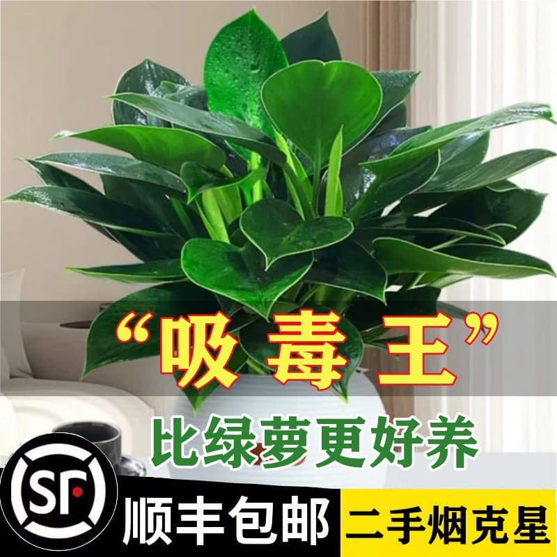 Golden Diamond Potted Desktop Flowers Indoor Hydroponic Green Plants Succulents Easy to Care Absorb Formaldehyde Purify Air Plants