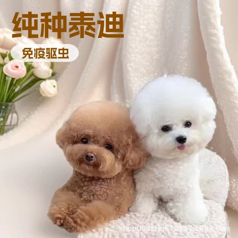 Purebred Teddy Bear Puppy, Gray Teddy, Champagne Teddy, Small Pet Dog, Live Puppy