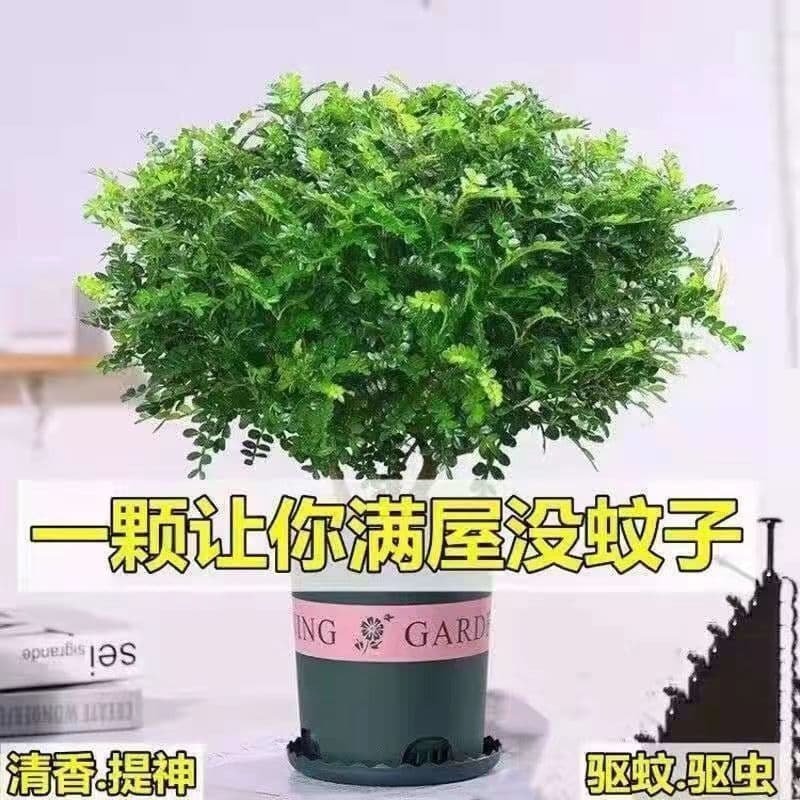✅ Fragrant Wood Potted Plant, mosquito-repelling greenery, easy-care year-round, air-purifying, formaldehyde-absorbing potted plant.