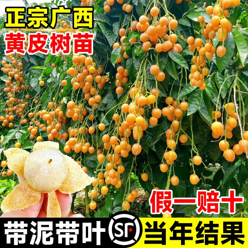 Guangxi Heart-Shaped Wampee Fruit Tree Saplings, Pure Sweet Authentic Large Saplings with Soil and Leaves, Southern Potted or Courtyard Ground Planting