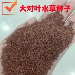 Fast-growing aquatic grass seeds, dwarf hairgrass, bowl lotus seeds, aquarium landscaping underwater plants, water purifying seeds