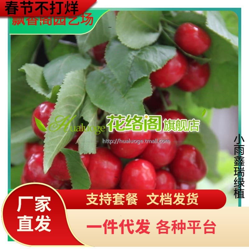 Frisco Big Cherry Tree Seedling, Gisela 6 Rootstock Grafted, Self-Pollinating High Yield Cherries