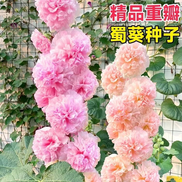 Double-flowered Hollyhock Seeds, Four-Season Blooming Outdoor Flower Seeds, Easy-to-Grow Flower Seeds for Summer Courtyard Planting