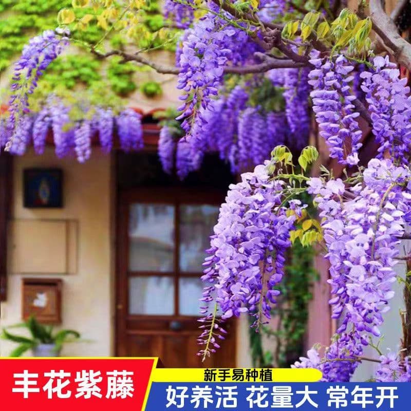 Wisteria Seeds Double-Petal Wisteria Flower Seedlings Climbing Plant Seeds Dwarf Wisteria Seeds Sowable in All Seasons