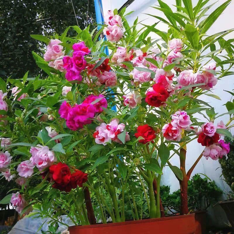 Double Petal Impatiens Seeds, Henna, Colorful Impatiens, Camellia, Four-Season Sowing, Courtyard Balcony Potted Flower Seeds